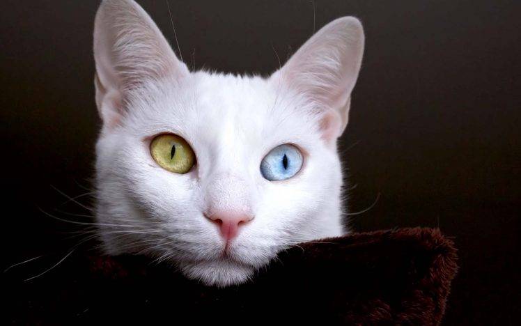 White Cat Color Eyes Desktop HD Wallpaper Desktop Background