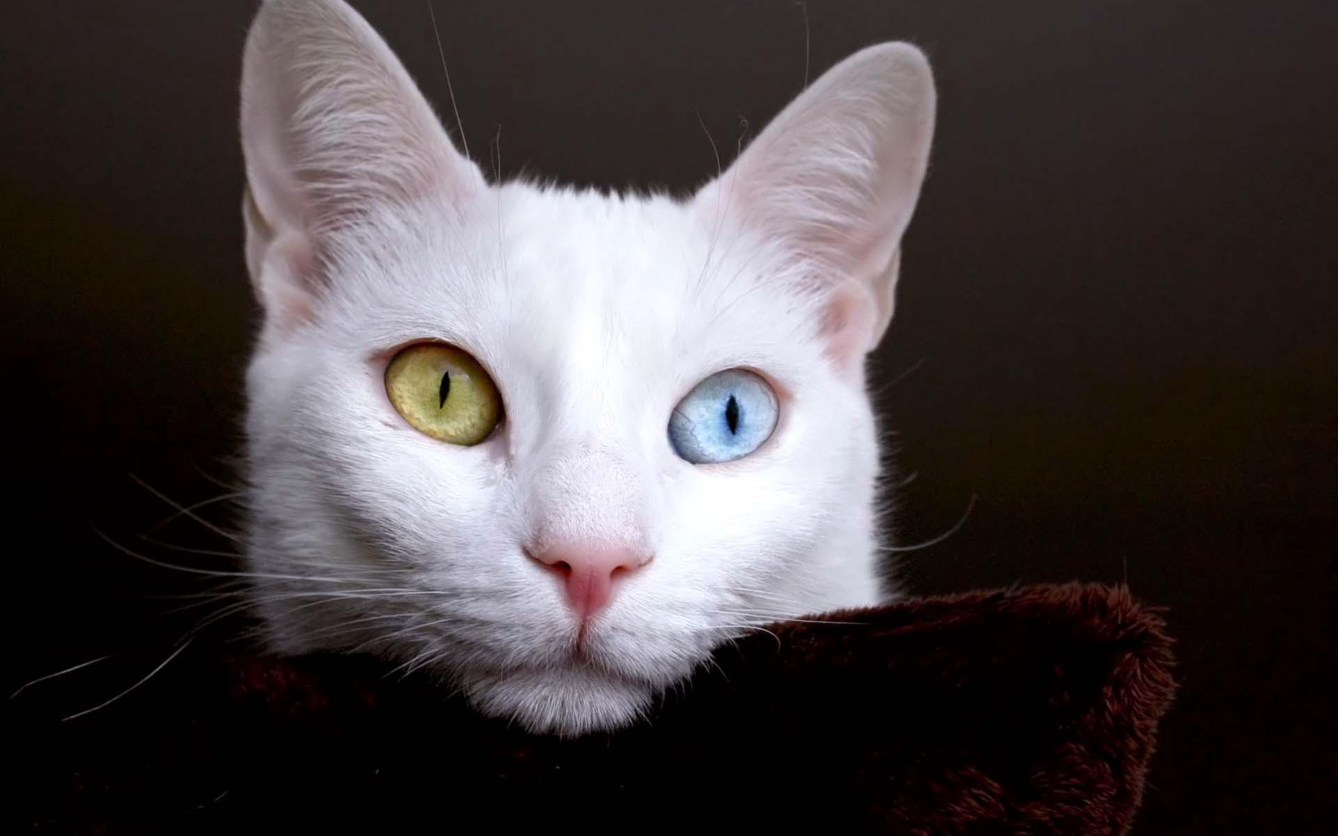 White Cat Color Eyes Desktop Wallpaper