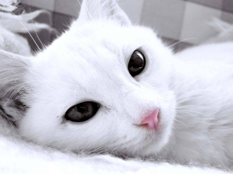 White Cat Full HD Wallpaper Desktop Background