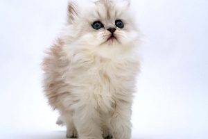 White Cat Kitten Beautiful