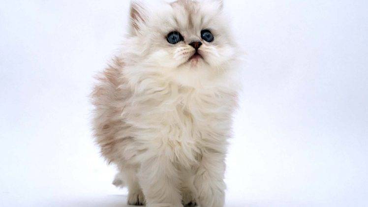 White Cat Kitten Beautiful HD Wallpaper Desktop Background