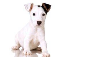 White Dog Celebrity Free Download