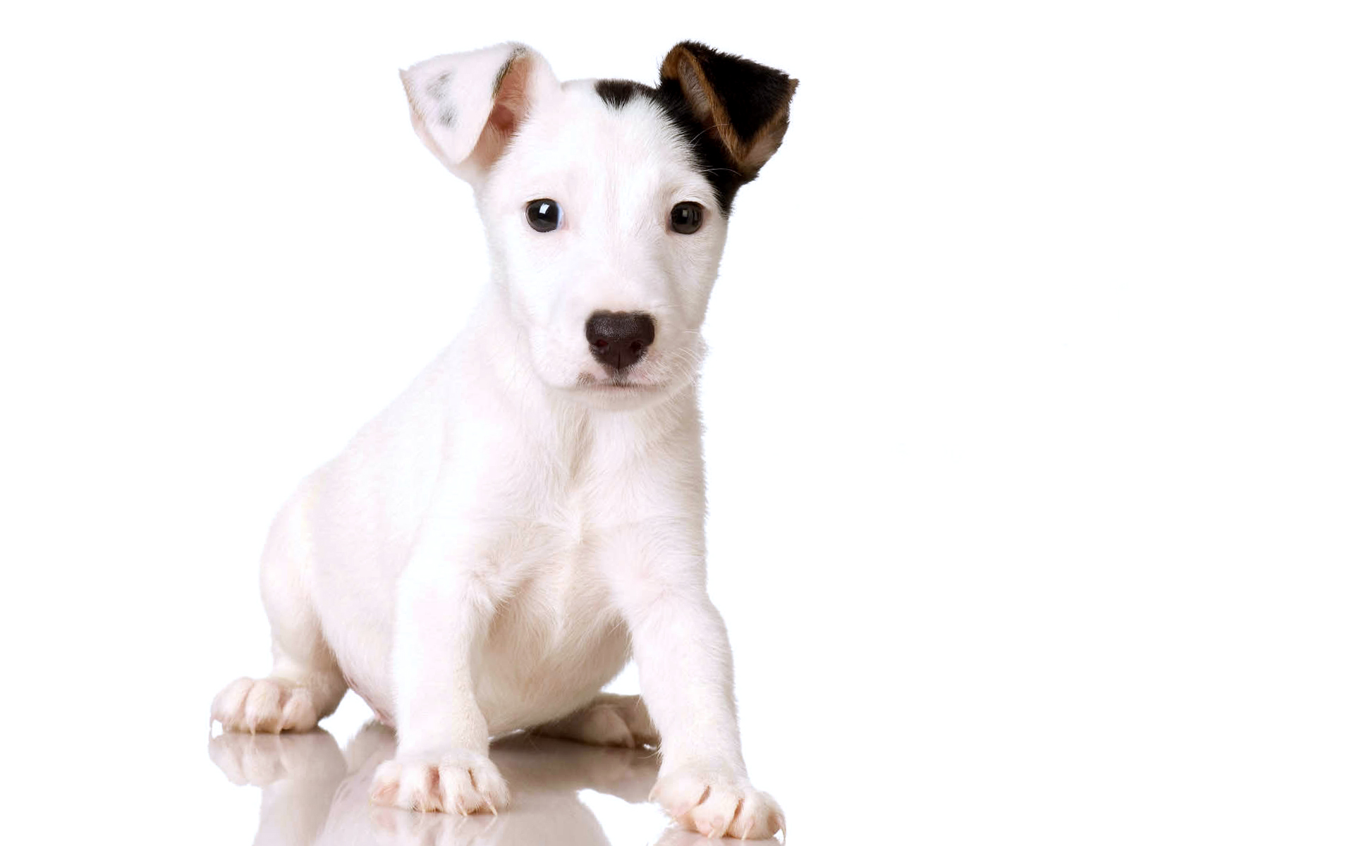 White Dog Celebrity Free Download Wallpaper