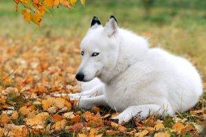 White Dog Husky