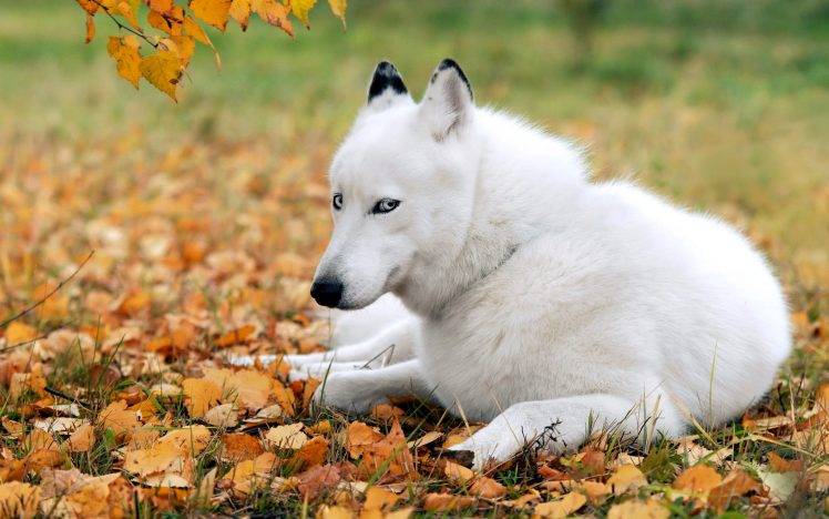 White Dog Husky HD Wallpaper Desktop Background