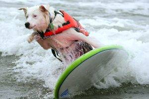 White Dog Surfing Picture