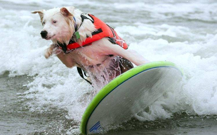 White Dog Surfing Picture HD Wallpaper Desktop Background