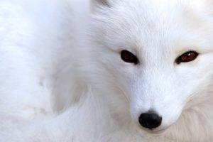 White Fox Dog Polar