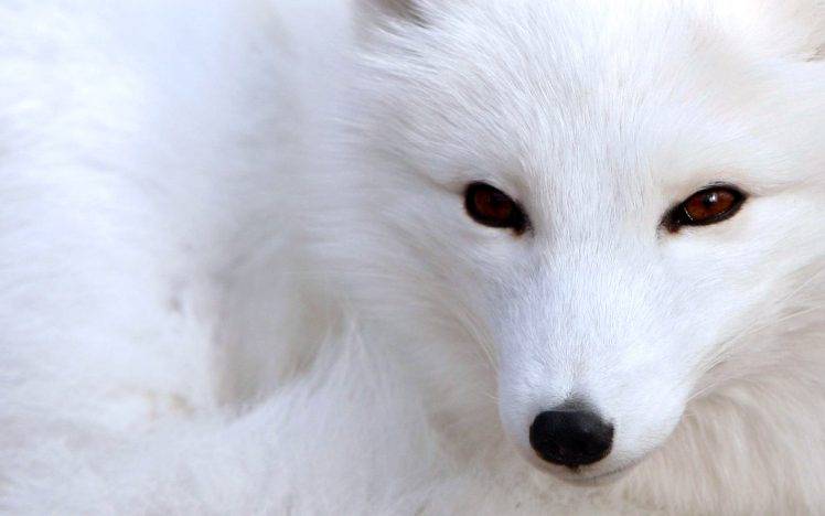 White Fox Dog Polar HD Wallpaper Desktop Background