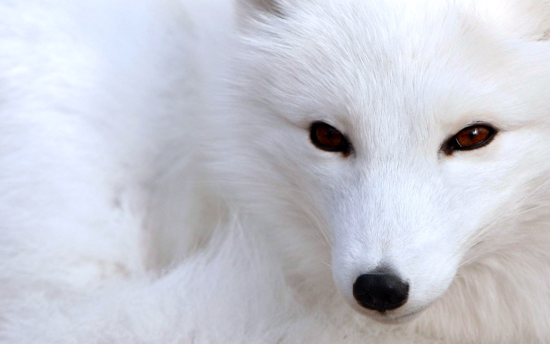 White Fox Dog Polar Wallpaper