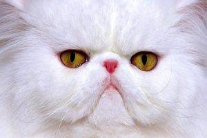 White Persian Cat