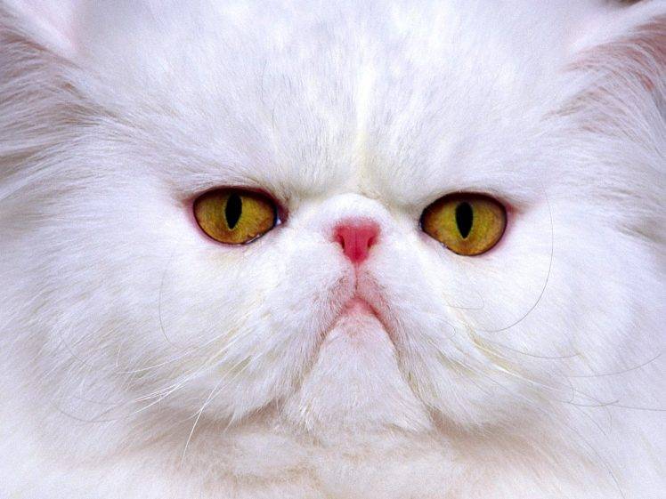 White Persian Cat HD Wallpaper Desktop Background