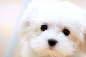 White Puppies Dog Profil
