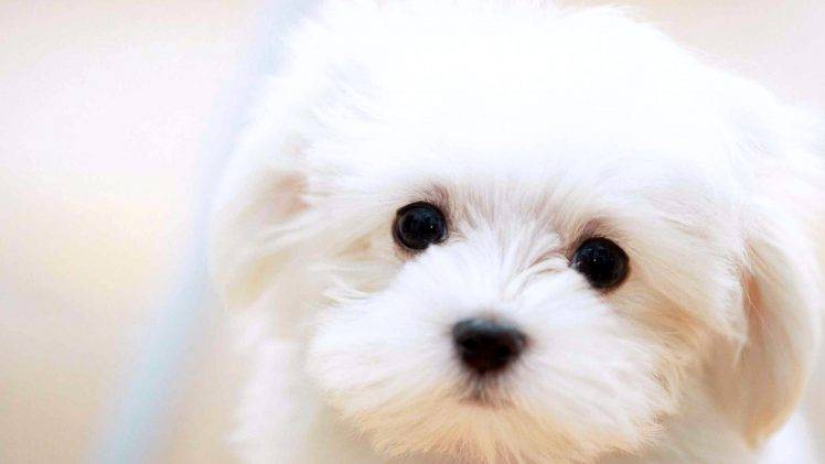 White Puppies Dog Profil HD Wallpaper Desktop Background