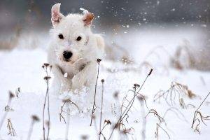 White Snow Dog Playing