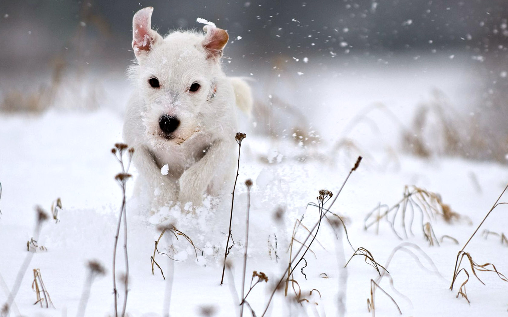White Snow Dog Playing Wallpaper