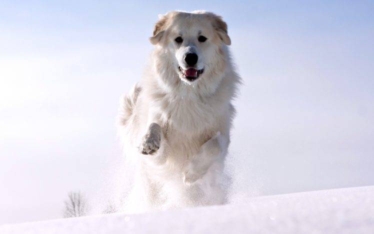 White Snow Dog Runing HD Wallpaper Desktop Background