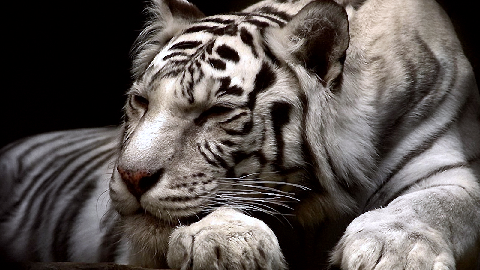 White Tiger Wallpaper