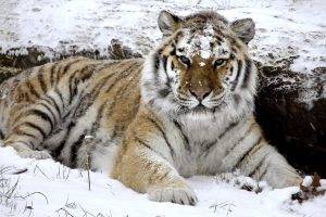 White Tiger On Ice