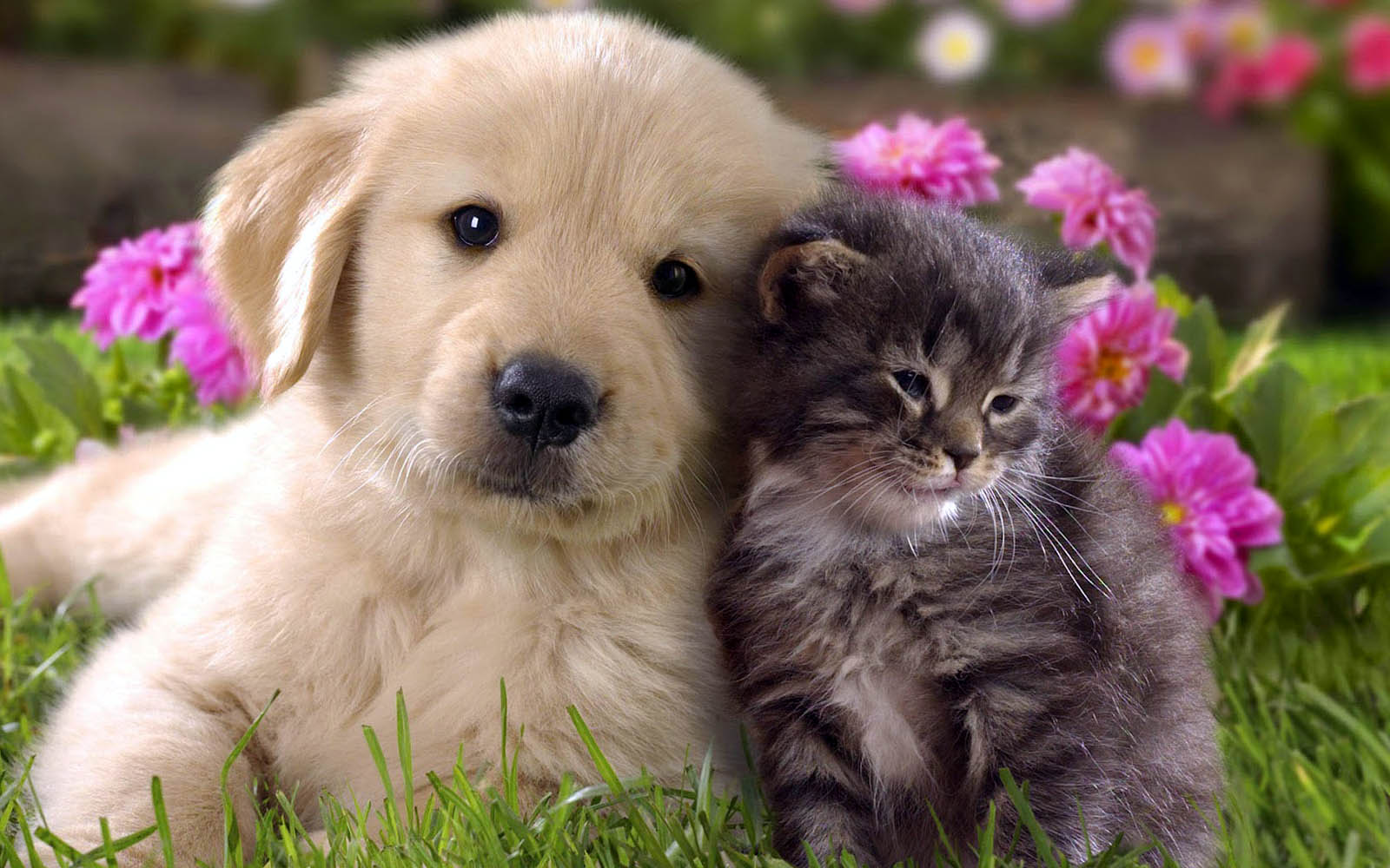 cat and dog Wallpaper