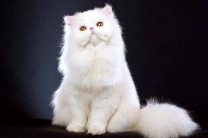 white Persian Cat Action