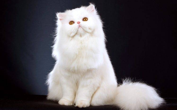 white Persian Cat Action HD Wallpaper Desktop Background