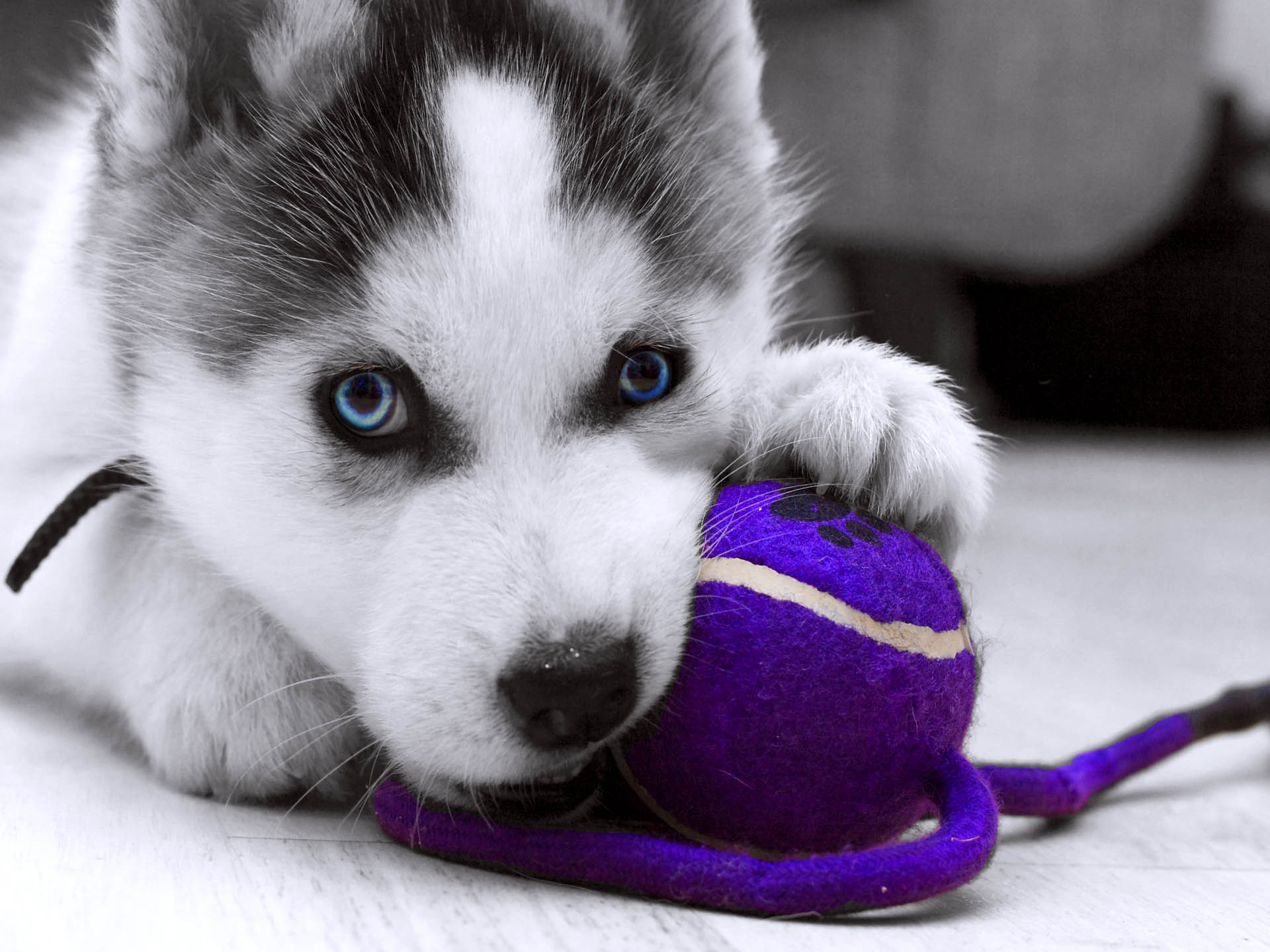 Siberian Husky Max Game Wallpaper