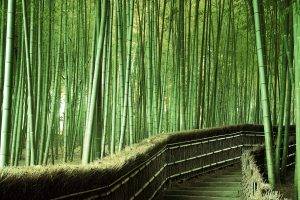 Alley Is Bamboo Landscape