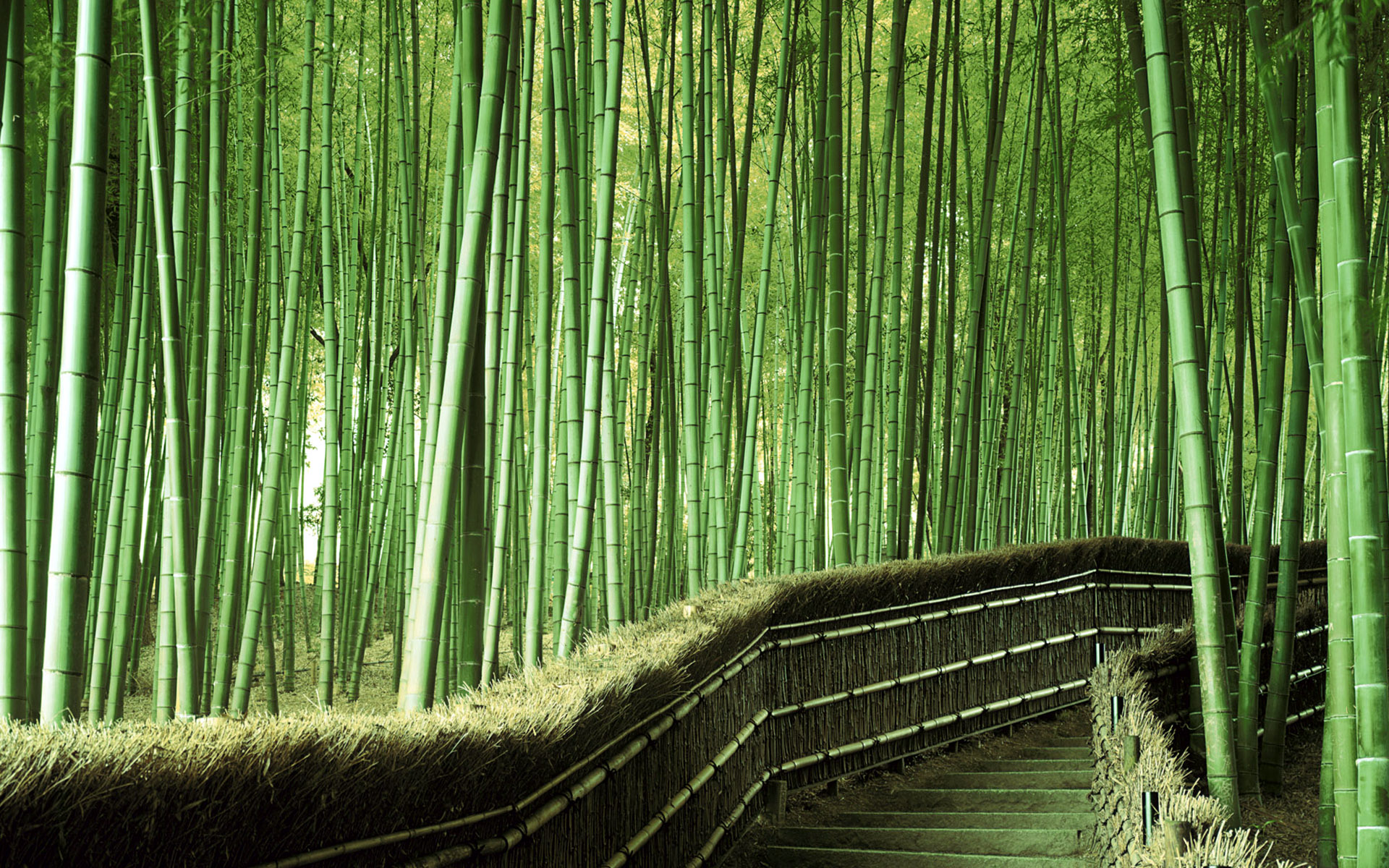 Alley Is Bamboo Landscape Wallpaper