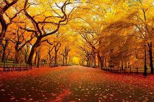 Autumn On Road Landscape