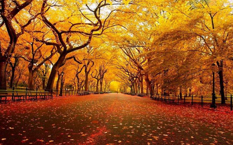 Autumn On Road Landscape HD Wallpaper Desktop Background