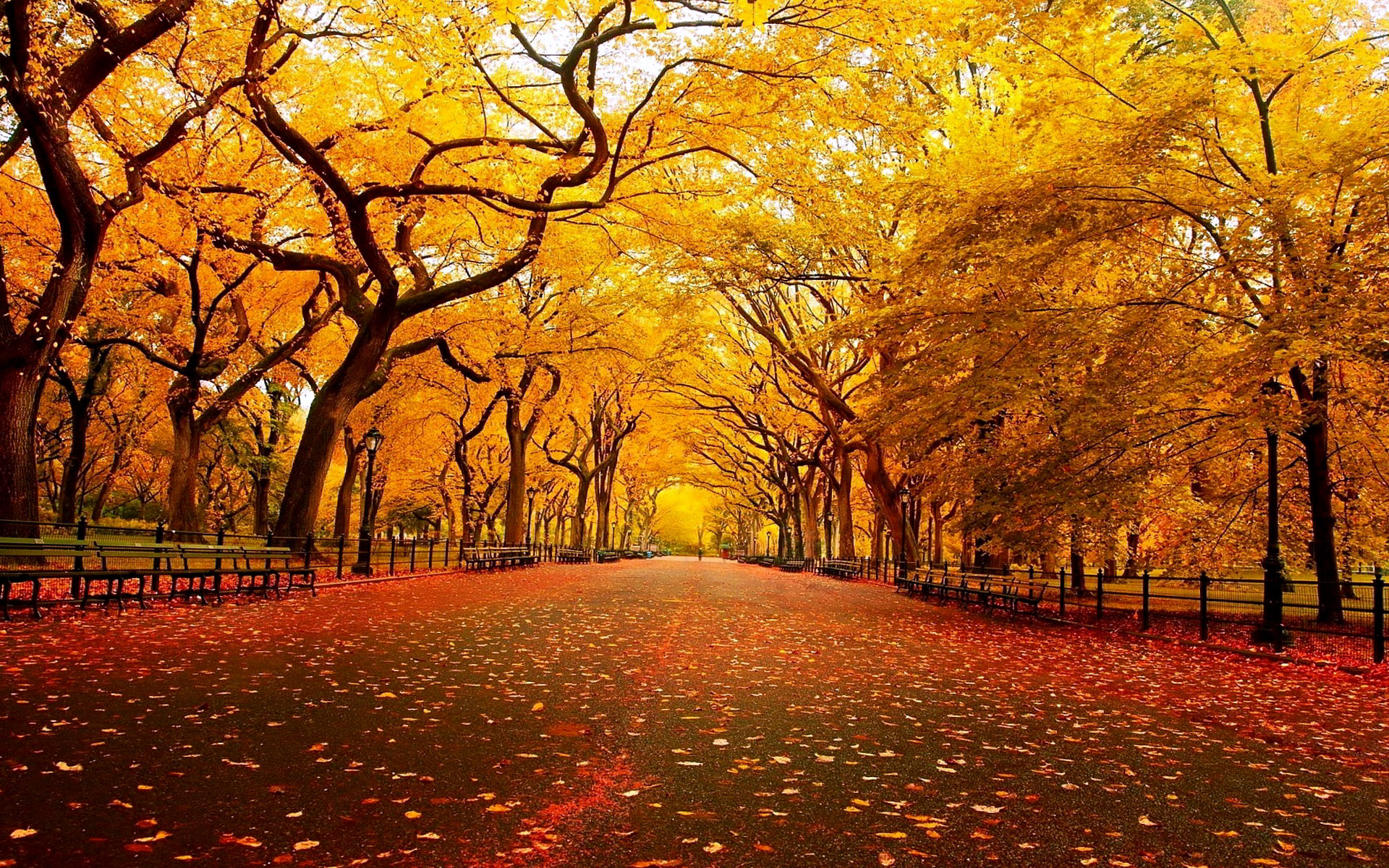 Autumn On Road Landscape  Wallpaper