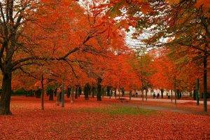 Autumn Tree Park
