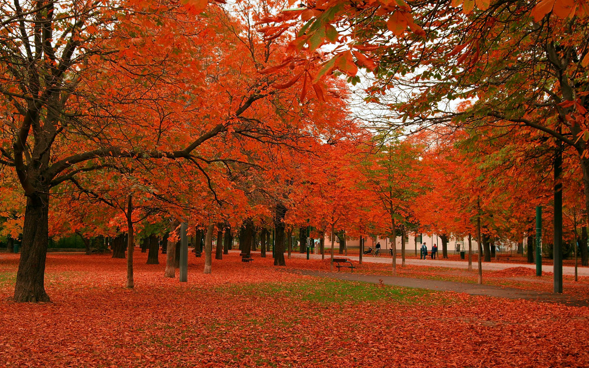 Autumn Tree Park Wallpaper