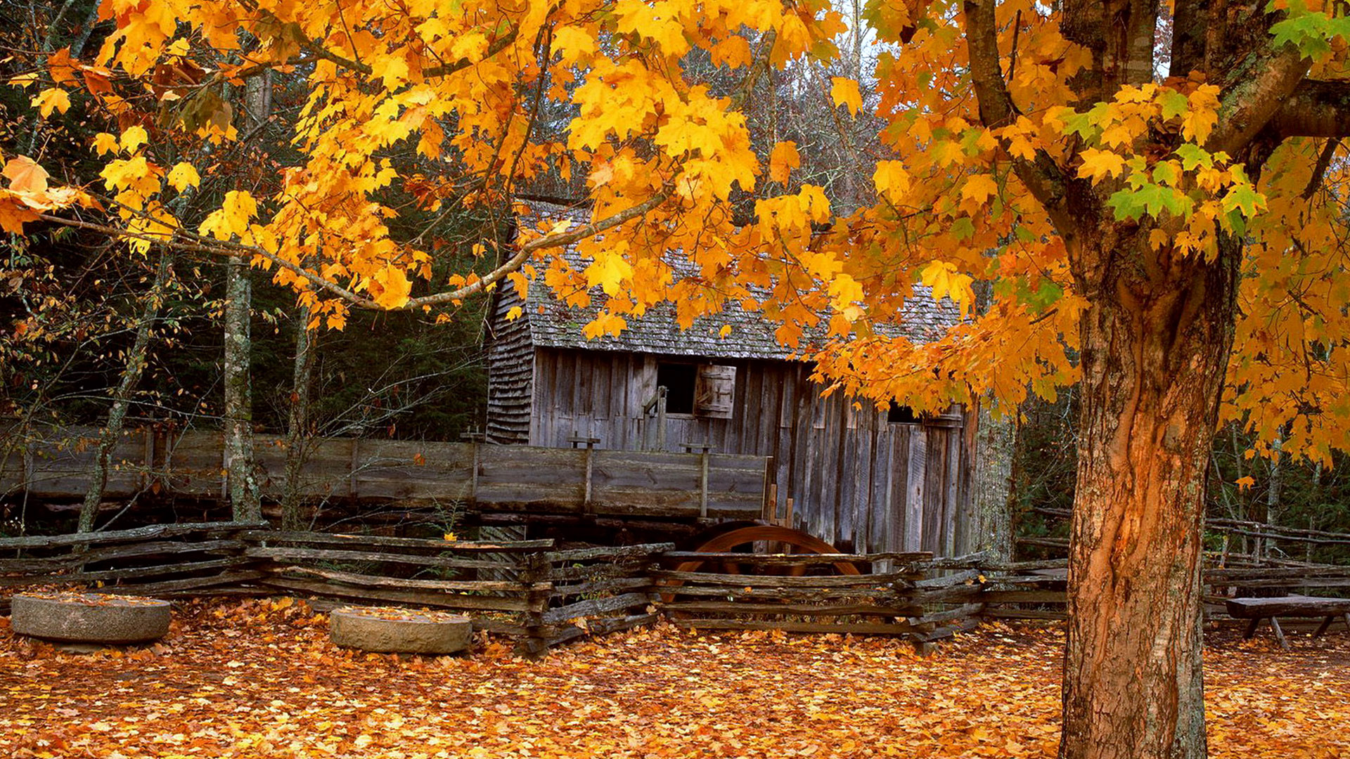 Beautiful Autumn Tree Wallpaper