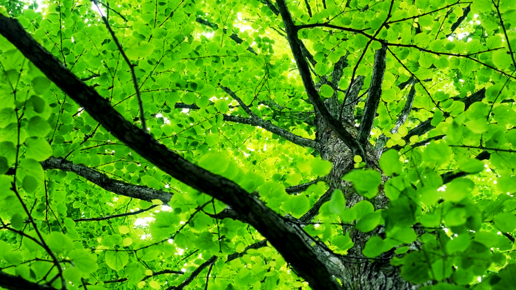 Beautiful Spring Tree Leaves HD Wallpaper Desktop Background