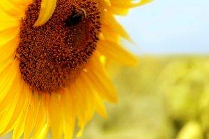 Beautiful Sunflower Macro