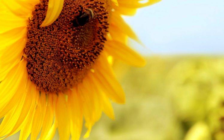Beautiful Sunflower Macro HD Wallpaper Desktop Background