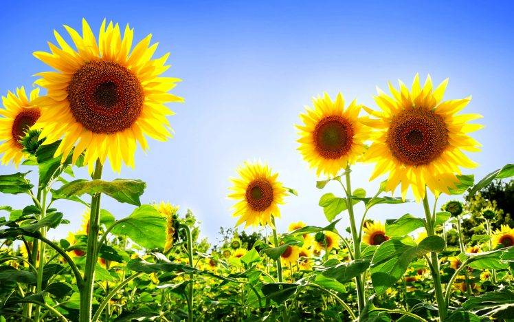 Beautiful Sunflowers HD Wallpaper Desktop Background