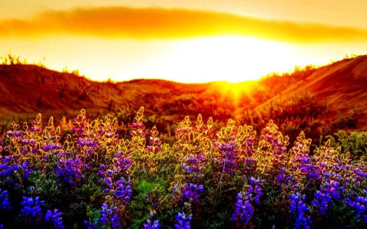 Beautiful Sunset And Flowers HD Wallpaper Desktop Background