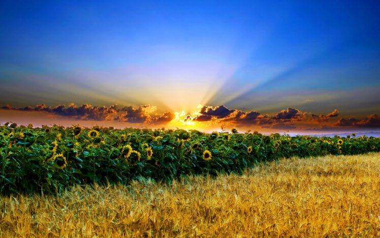 Beautiful Sunset And Sunflowers Full HD Wallpaper Desktop Background
