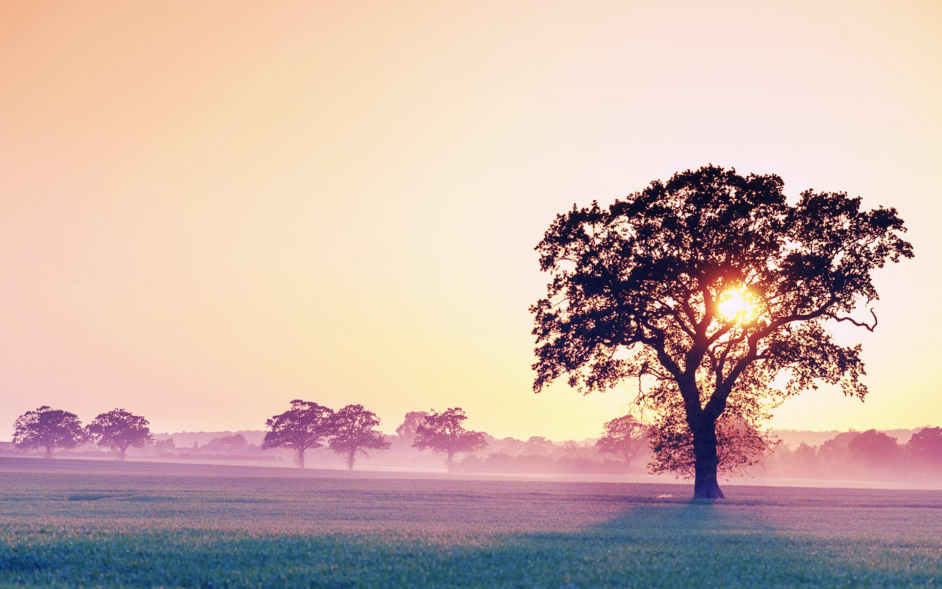 Beautiful Sunset in Middle of Tree Wallpaper