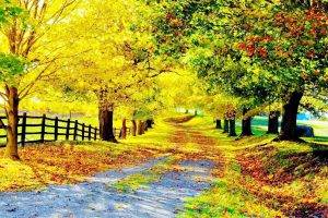 Beautiful Tree Road Nature Photo