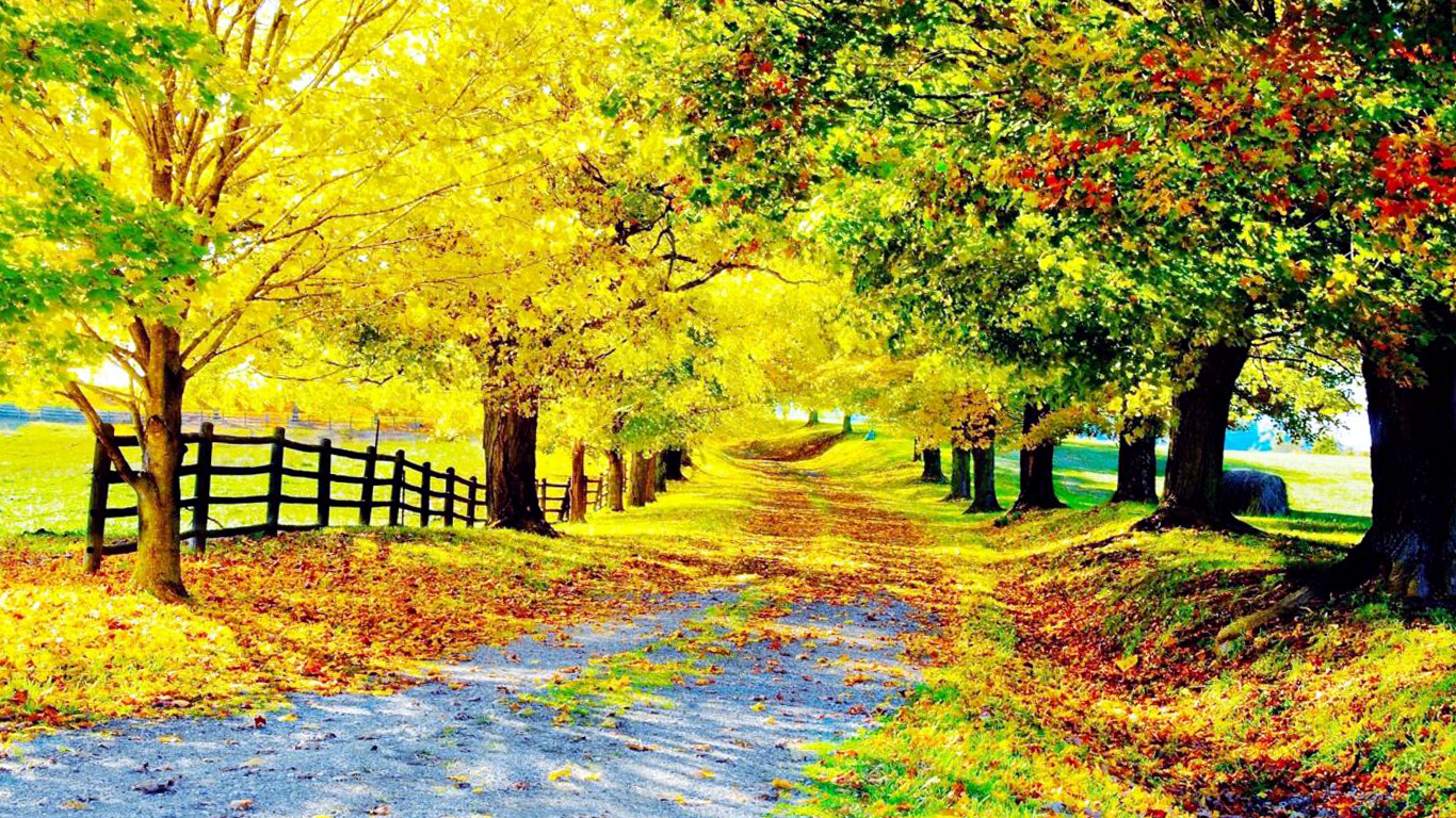  Beautiful  Tree Road  Nature  Photo Wallpapers HD Desktop 