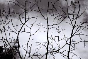 Black White Siluet Tree Picture