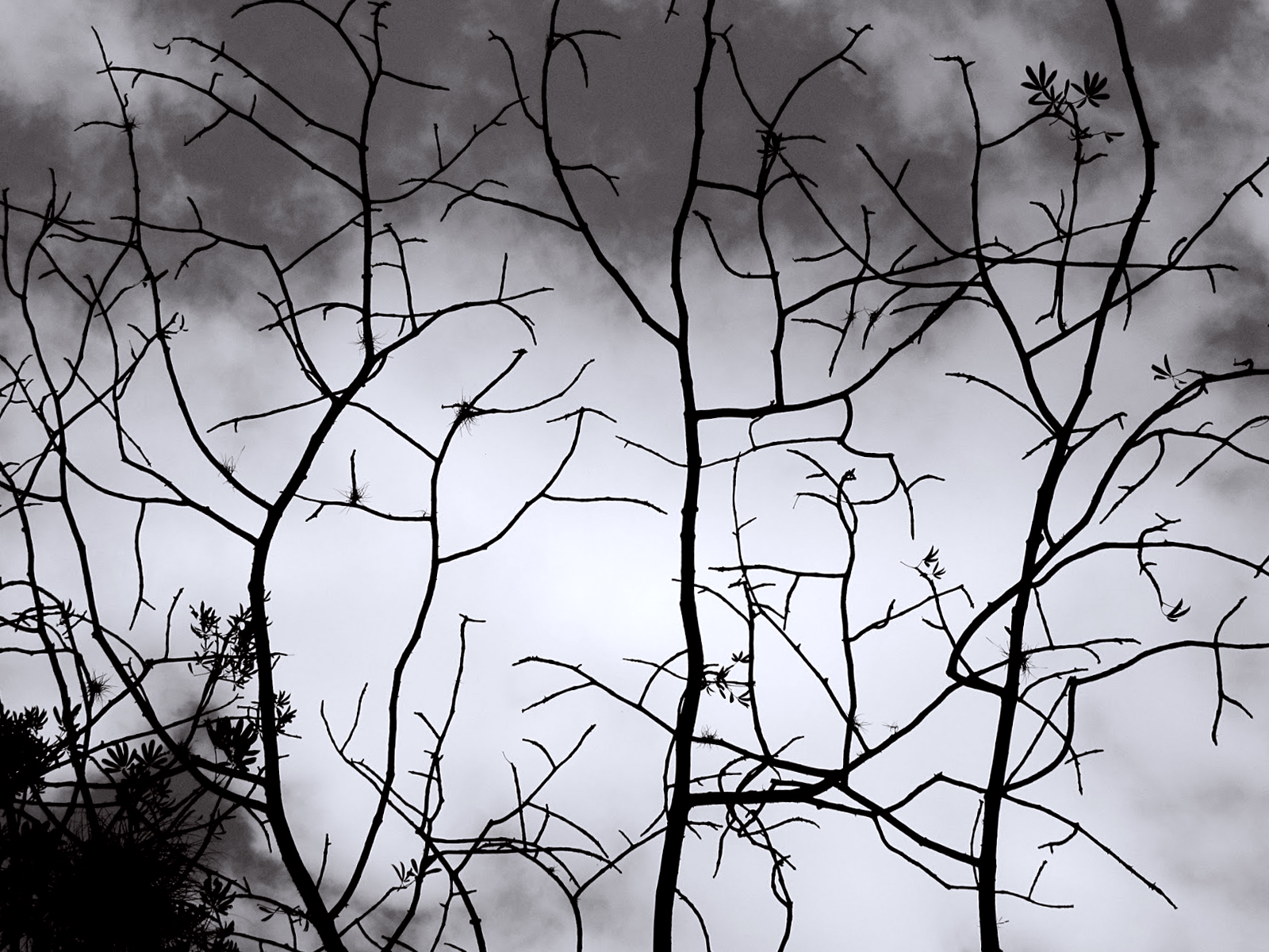Black White Siluet Tree Picture Wallpaper