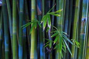 Blue Green Bamboo Landscape