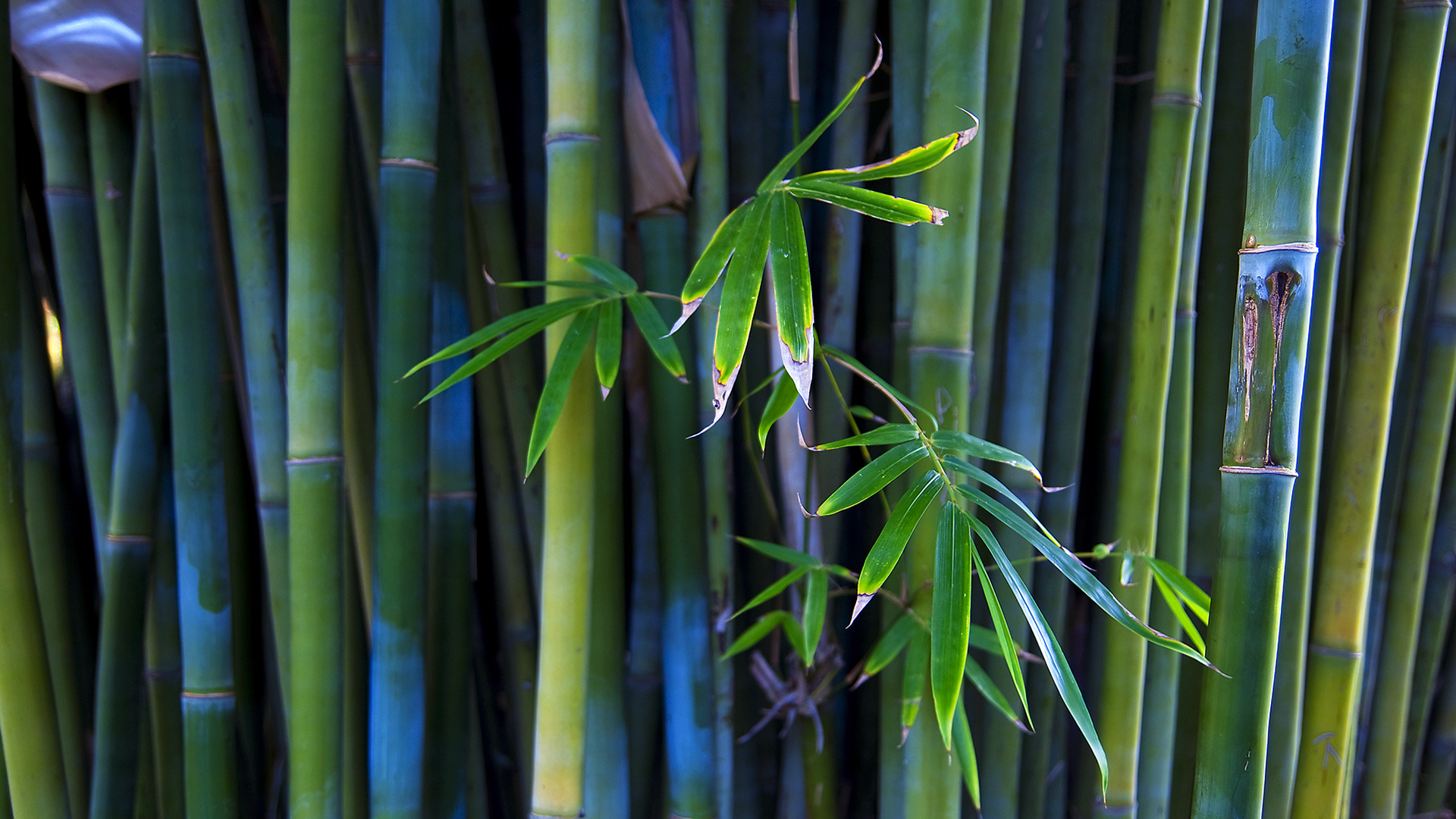 Blue Green Bamboo Landscape Wallpaper