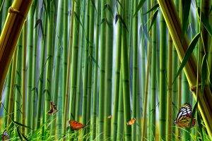 Butterfly On Bamboo Landscape Best