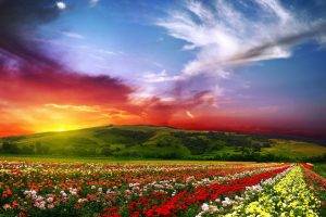 Colorful Flower Landscape